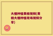 大棚种植黄精视频(黄精大棚种植现场视频分享)