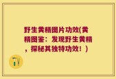 野生黄精图片功效(黄精图鉴：发现野生黄精，探秘其独特功效！)