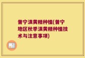 普宁滇黄精种植(普宁地区秋季滇黄精种植技术与注意事项)