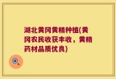 湖北黄冈黄精种植(黄冈农民收获丰收，黄精药材品质优良)