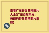 查看广东野生黄精图片大全(广东自然风光：美丽的野生黄精照片集锦)