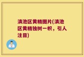 滇池区黄精图片(滇池区黄精独树一帜，引人注目)