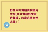 野生大叶黄精真实图片大全(大叶黄精野生照片集锦，欣赏这些自然之美！)