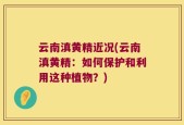 云南滇黄精近况(云南滇黄精：如何保护和利用这种植物？)