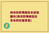 四月份野黄精生长状态图片(四月野黄精茁壮生长的壮丽景象)