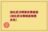 湖北武汉哪里卖黄精苗(湖北武汉黄精苗销售去处)