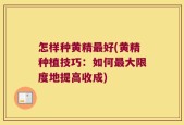 怎样种黄精最好(黄精种植技巧：如何最大限度地提高收成)