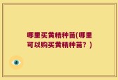 哪里买黄精种苗(哪里可以购买黄精种苗？)