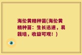 海伦黄精种苗(海伦黄精种苗：生长迅速，易栽培，收益可观！)