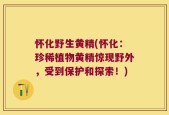 怀化野生黄精(怀化：珍稀植物黄精惊现野外，受到保护和探索！)