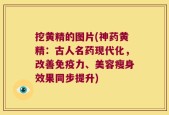 挖黄精的图片(神药黄精：古人名药现代化，改善免疫力、美容瘦身效果同步提升)