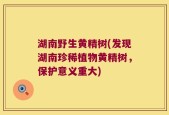湖南野生黄精树(发现湖南珍稀植物黄精树，保护意义重大)