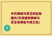 中药黄精与灵芝的区别图片(药用植物黄精与灵芝有哪些不同之处)