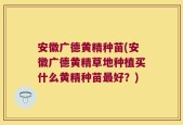 安徽广德黄精种苗(安徽广德黄精草地种植买什么黄精种苗最好？)