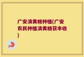 广安滇黄精种植(广安农民种植滇黄精获丰收)