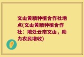 文山黄精种植合作社地点(文山黄精种植合作社：地处云南文山，助力农民增收)