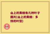 山上的黄精有几种叶子图片(山上的黄精：多样的叶型)
