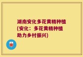 湖南安化多花黄精种植(安化：多花黄精种植助力乡村振兴)