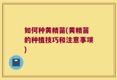 如何种黄精苗(黄精苗的种植技巧和注意事项)