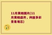11月黄精图片(11月黄精盛开，绚丽多彩景象难忘)