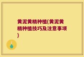 黄泥黄精种植(黄泥黄精种植技巧及注意事项)