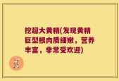 挖超大黄精(发现黄精巨型根肉质细嫩，营养丰富，非常受欢迎)