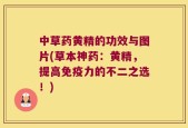 中草药黄精的功效与图片(草本神药：黄精，提高免疫力的不二之选！)