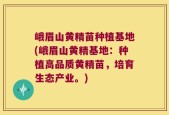 峨眉山黄精苗种植基地(峨眉山黄精基地：种植高品质黄精苗，培育生态产业。)