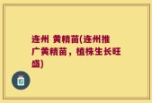 连州 黄精苗(连州推广黄精苗，植株生长旺盛)