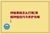 种植黄精怎么打理(黄精种植技巧与养护攻略)