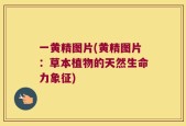 一黄精图片(黄精图片：草本植物的天然生命力象征)