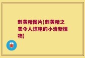 刺黄精图片(刺黄精之美令人惊艳的小清新植物)