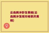 云南腾冲野生黄精(云南腾冲发现珍稀草药黄精)