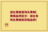 湖北黄精是鸡头黄精(黄精品种区分：湖北有鸡头黄精和其他品种)