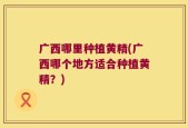 广西哪里种植黄精(广西哪个地方适合种植黄精？)