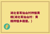 湖北省葛仙山村种植黄精(湖北葛仙山村：黄精种植乡趣居。)