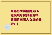 永嘉野生黄精图片(永嘉发现珍稀野生黄精！看图片感受大自然的美好！)