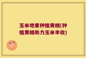 玉米地里种植黄精(种植黄精助力玉米丰收)