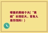 哪里的黄精个大(“黄精”长得巨大，竟有人用作饲料！)