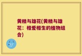 黄精与雄花(黄精与雄花：相爱相生的植物组合)