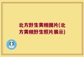 北方野生黄精图片(北方黄精野生照片展示)