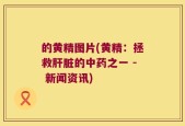 的黄精图片(黄精：拯救肝脏的中药之一 - 新闻资讯)
