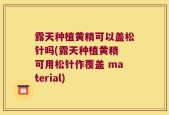 露天种植黄精可以盖松针吗(露天种植黄精 可用松针作覆盖 material)