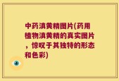 中药滇黄精图片(药用植物滇黄精的真实图片，惊叹于其独特的形态和色彩)