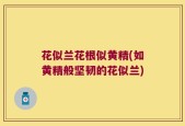 花似兰花根似黄精(如黄精般坚韧的花似兰)