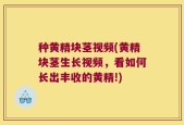 种黄精块茎视频(黄精块茎生长视频，看如何长出丰收的黄精!)