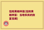 信阳黄精种苗(信阳黄精种苗：当地农民的致富宝藏)