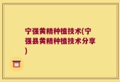 宁强黄精种植技术(宁强县黄精种植技术分享)