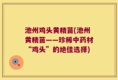 池州鸡头黄精苗(池州黄精苗——珍稀中药材“鸡头”的绝佳选择)