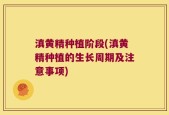 滇黄精种植阶段(滇黄精种植的生长周期及注意事项)